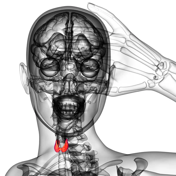 Illustrazione resa 3d della ghiandola tiroidea — Foto Stock