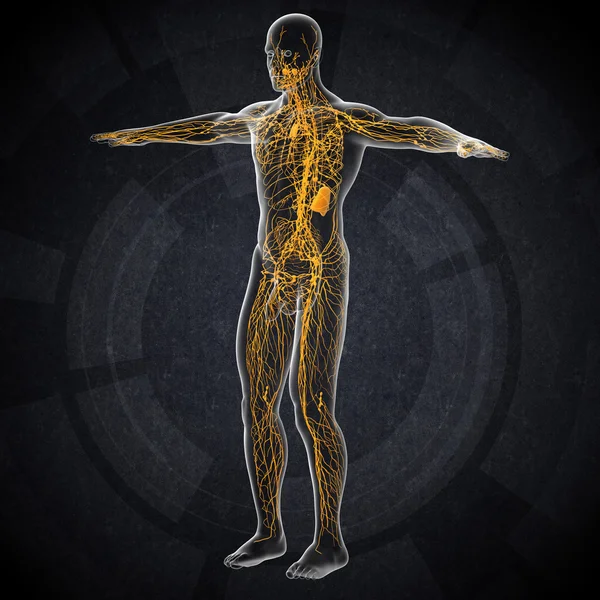 3d ilustração renderização do sistema linfático masculino — Fotografia de Stock
