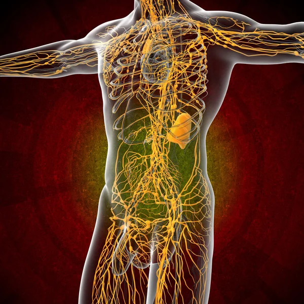 3d render illustration of the male lymphatic system — Stock Photo, Image