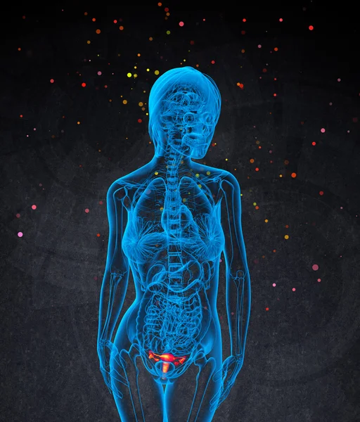 3D göra medicinsk illustration av det reproduktionssystemet — Stockfoto