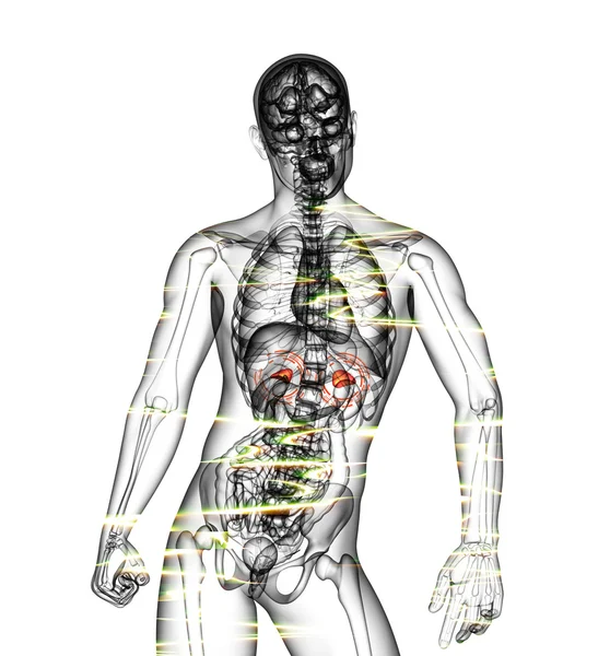 3d hacer ilustración médica del dolor suprarrenal —  Fotos de Stock