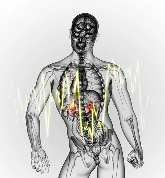 3D render Medikal illüstrasyon adrenal ağrı — Stok fotoğraf