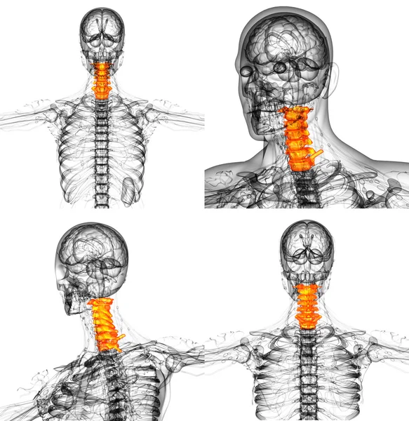 3d 渲染医学插图的颈骨 — 图库照片