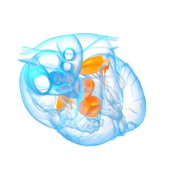 3d render illustration of the Heart valve — Stock Photo, Image