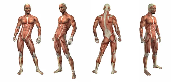 Illustration 3D du système musculaire — Photo