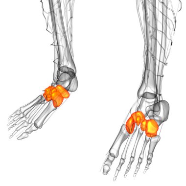 3D render Medikal illüstrasyon midfoot kemik