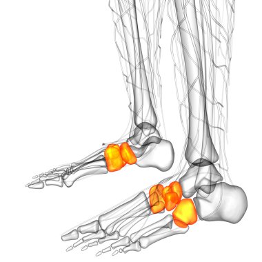 3D render Medikal illüstrasyon midfoot kemik