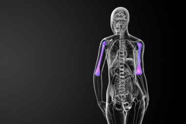 3D render Medikal illüstrasyon pazı kemiği kemik 