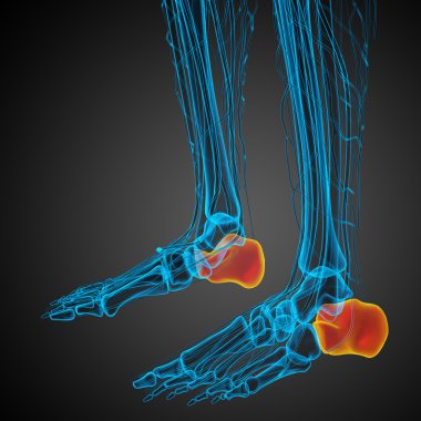 3D render Medikal illüstrasyon calcaneus kemik