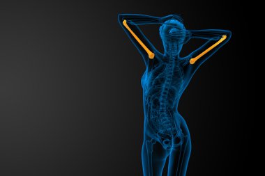 3D render Medikal illüstrasyon pazı kemiği kemik 