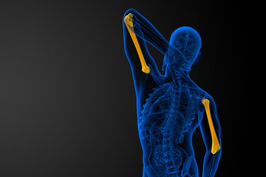 3D render Medikal illüstrasyon pazı kemiği kemik 