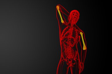 3D render Medikal illüstrasyon pazı kemiği kemik 