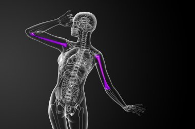 3D render Medikal illüstrasyon pazı kemiği kemik 