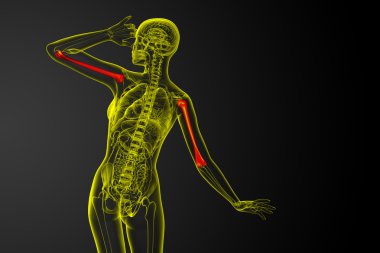 3D render Medikal illüstrasyon pazı kemiği kemik 