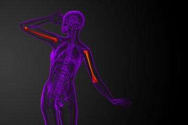 3D render Medikal illüstrasyon pazı kemiği kemik 