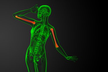 3D render Medikal illüstrasyon pazı kemiği kemik 