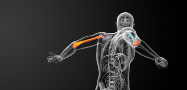 3D render Medikal illüstrasyon pazı kemiği kemik 