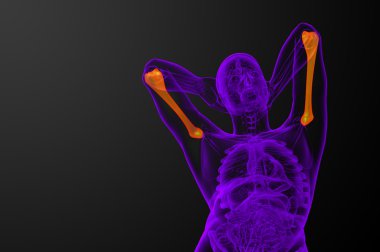 3D render Medikal illüstrasyon pazı kemiği kemik