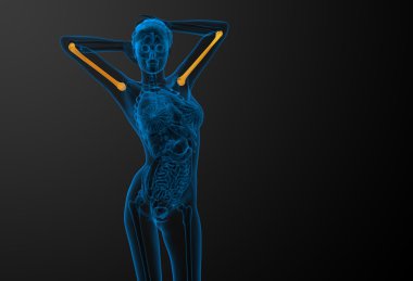 3D render Medikal illüstrasyon pazı kemiği kemik 