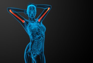 3D render Medikal illüstrasyon pazı kemiği kemik 