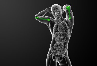 3D render Medikal illüstrasyon pazı kemiği kemik 