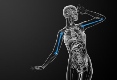 3D render Medikal illüstrasyon pazı kemiği kemik 