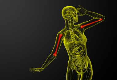 3D render Medikal illüstrasyon pazı kemiği kemik 