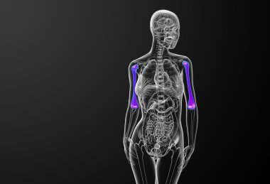 3D render Medikal illüstrasyon pazı kemiği kemik 