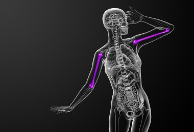 3D render Medikal illüstrasyon pazı kemiği kemik 