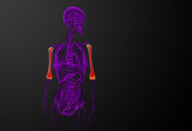 3D render Medikal illüstrasyon pazı kemiği kemik 