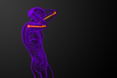 3D render Medikal illüstrasyon pazı kemiği kemik 