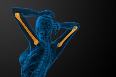 3D render Medikal illüstrasyon pazı kemiği kemik 