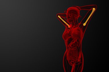 3D render Medikal illüstrasyon pazı kemiği kemik 