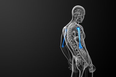 3D render Medikal illüstrasyon pazı kemiği kemik 