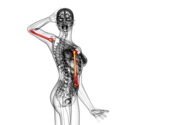 3D render Medikal illüstrasyon pazı kemiği kemik 