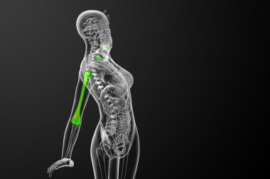 3D render Medikal illüstrasyon pazı kemiği kemik 