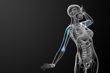 3D render Medikal illüstrasyon pazı kemiği kemik 