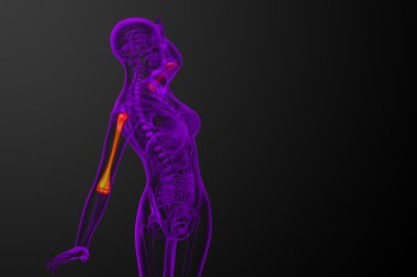 3D render Medikal illüstrasyon pazı kemiği kemik 