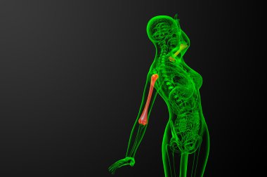 3D render Medikal illüstrasyon pazı kemiği kemik 