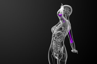 3D render Medikal illüstrasyon pazı kemiği kemik 