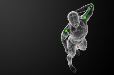 3D render Medikal illüstrasyon pazı kemiği kemik