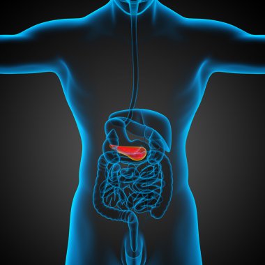 pancrease 3D render tıbbi çizimi