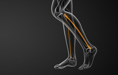 Kaval kemiğin işlenmiş illüstrasyon 