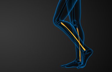 Kaval kemiğin işlenmiş illüstrasyon 