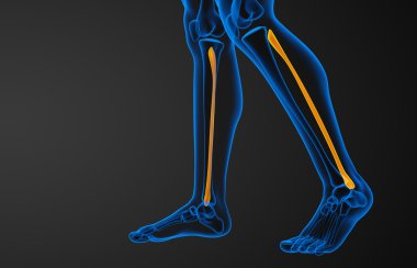 Kaval kemiğin işlenmiş illüstrasyon 