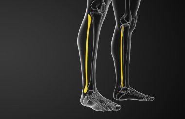 Kaval kemiğin işlenmiş illüstrasyon 