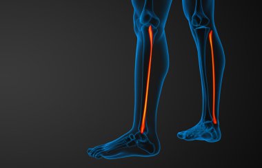 Kaval kemiğin işlenmiş illüstrasyon 