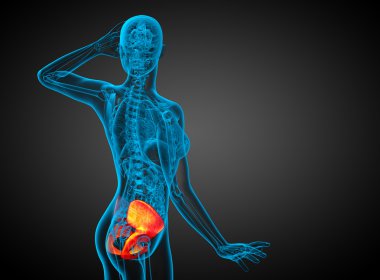 Leğen kemiğin 3D render Medikal illüstrasyon 