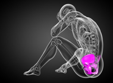 Leğen kemiğin 3D render Medikal illüstrasyon 