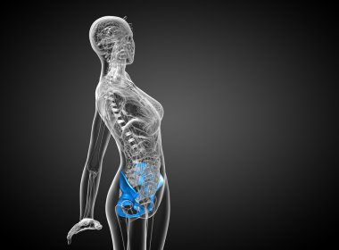 Leğen kemiğin 3D render Medikal illüstrasyon 